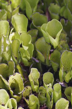 Kidney Ferns growing on Rangitoto Island, Hauraki Gulf, New Zealand