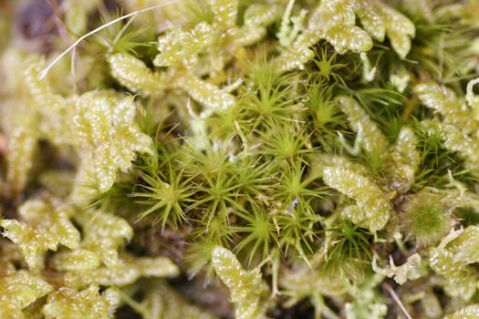 green moss and groundcover grows over rocks on Rangitoto Island to create an interesting texture