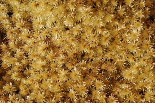 A mossy ground cover growing on Rangitoto Island, Hauraki Gulf, New Zealand