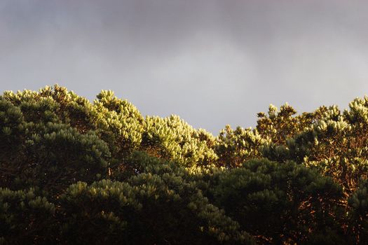 Pohutukawa trees grab a burst of sunlight on a drab day