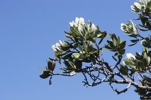 Leaves from a Pohutukawa tree isolated on a sky background.