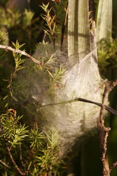 A caccoon spiderweb around plants on Rangitoto Island, New Zealand