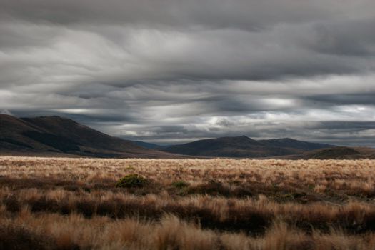 Tussock land of the Cenral Plateau of the North Island, New Zealand
