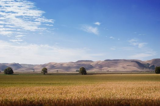 A field of corn lies at the base of rolling hills in rural Hawke's Bay, New Zealand