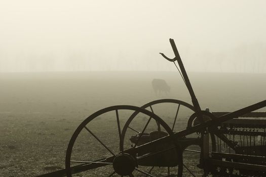 A cow stands in a bare field on a foggy morning with old farm machinery in the foreground. Haumoana, Hawke's Bay, New Zealand.