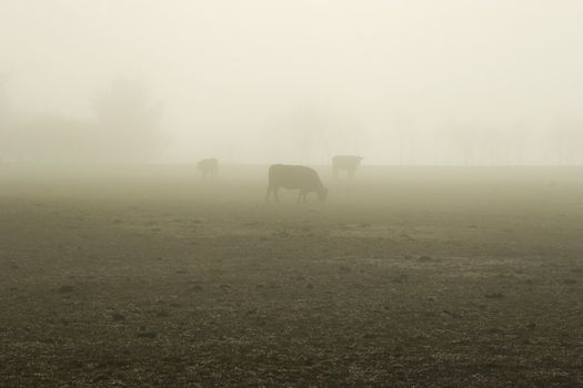 Three cows stands in a bare field on a foggy morning. Haumoana, Hawke's Bay, New Zealand.