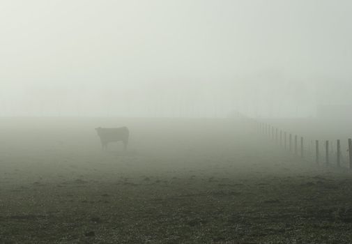 A cow stands in a bare field on a foggy morning. Haumoana, Hawke's Bay New Zealand