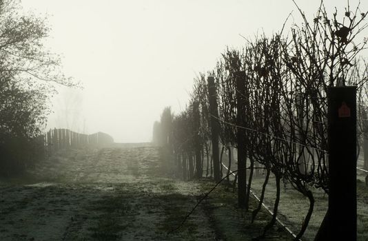 Grapevines on a foggy morning in Haumoana, Hawke's Bay, New Zealand