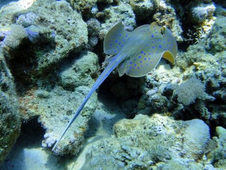 Stingray in Red sea, Sharm El Sheikh, Egypt                               