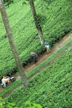 tea plantation in rancabolang mountain, west java-indonesia