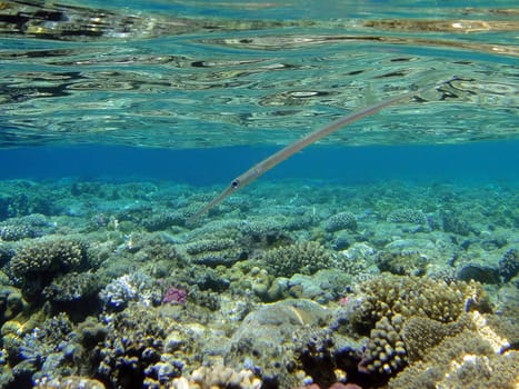 Fish flute in Red sea, Sharm El Sheikh, Egypt