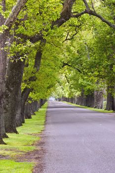 An oak lined road in Hastings, Hawke's Bay, New Zealand.