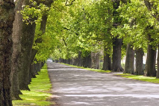 An oak lined road in Hastings, Hawke's Bay, New Zealand