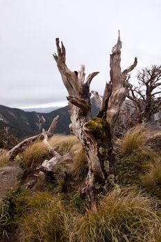 A dead tree on top of the Ruahine Ranges. A sub-alpine area of bushland in Hawke's Bay, New  Zealand
