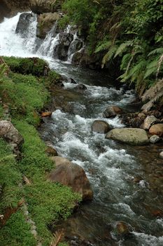 Forest stream running over mossy rocks