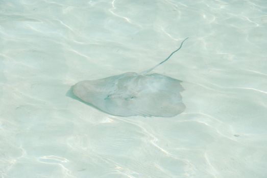 gray ray on translucid water at Maldives