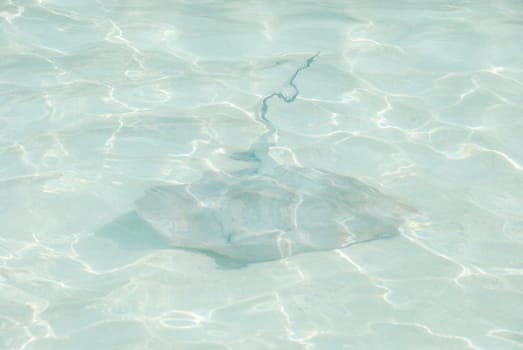 gray ray on translucid water at Maldives