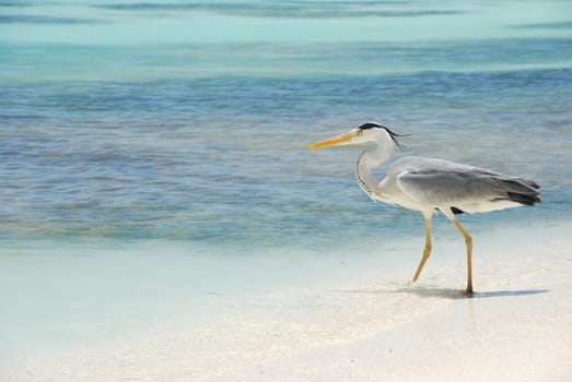 photo of a Heron entering the ocean on a maldivian island