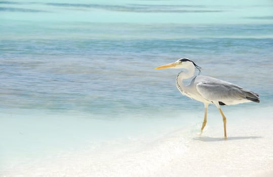 photo of a Heron entering the ocean on a maldivian island