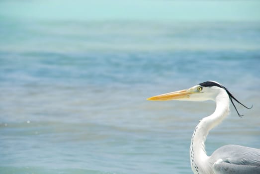 closeup of a Heron on a maldivian island