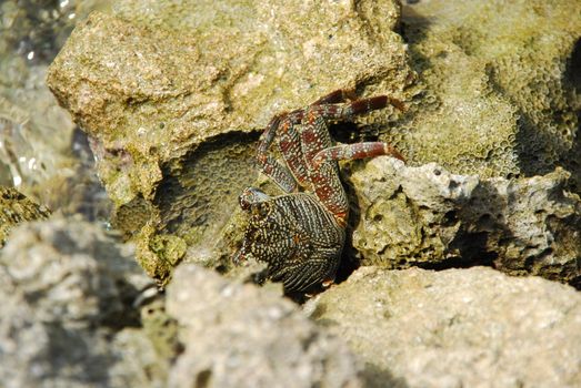 beautiful and colorful crab walking on a coral reef stone