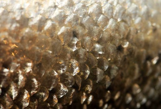 Extreme close up of scales of a fish