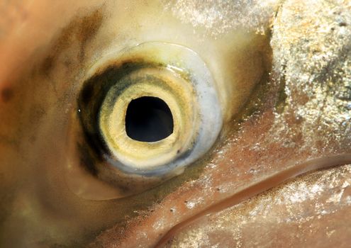 Extreme close-up of a fish eye - Shallow dept of field focus on the eye itself