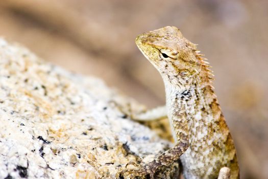 A lizard on the coast of Koh Samui, Thailand