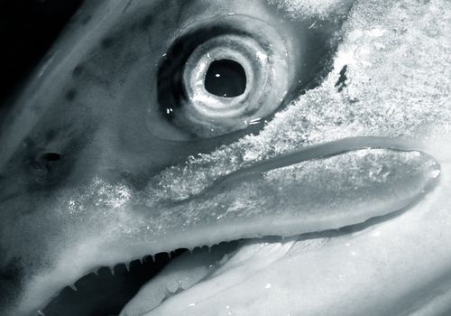 Extreme close-up of a fish eye - Shallow dept of field focus on the eye itself