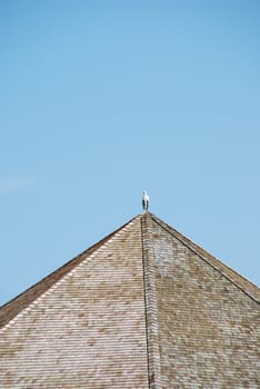 beautiful scene with a Heron bird on the top of a bungalow