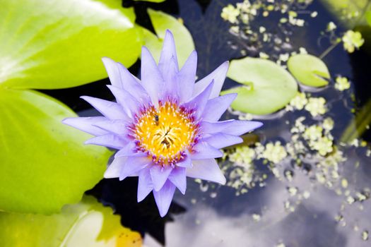 A water-lily flower on Koh Samui, Thailand