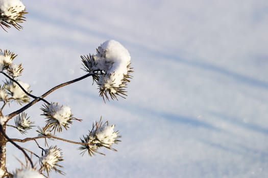 Small fur-tree in snow on a blue background