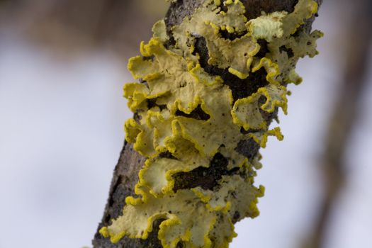 Moss on a tree