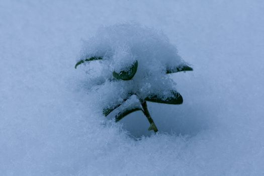 Plant covered with snow