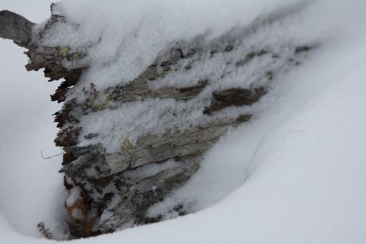 Tree log covered with snow