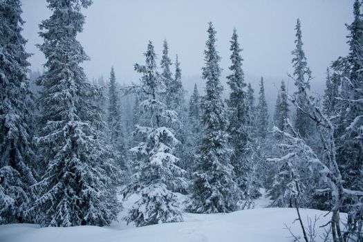 Trees covered with a lot of snow.