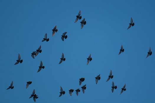 Pigeons in sky