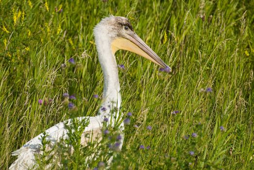 A pelican all alone is hiding in some long grass outside