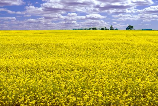 Landscape of a canola field on a partly cloudy day with lots of room for copyspace