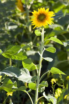 A small sunflower growing tall in the wild