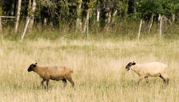 Two domestic sheep are walking through a small field during the day