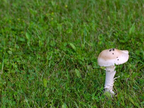 A single poisonous wild mushroom growing in the lawn outside