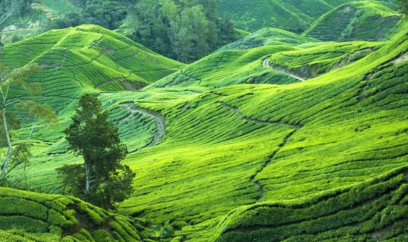 tea plantation view in morning