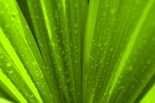 Waterdrop on a green palm leaf after rain 
