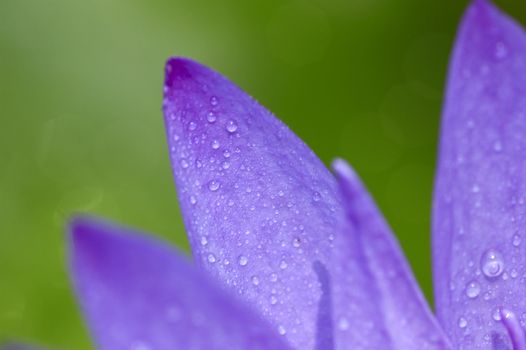 Macro on purple water lily petals 