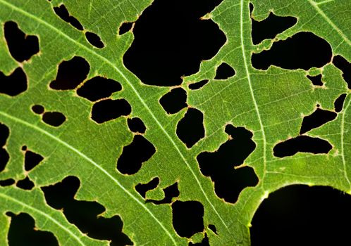 Leaf with holes, eaten by pests.