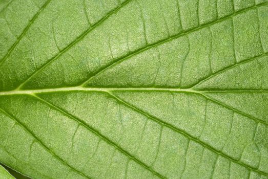 Leaf texture macro 