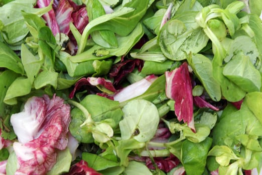 mix of healthy green and red salad leaves 