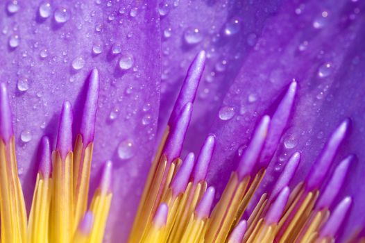 Close up of purple water lily 