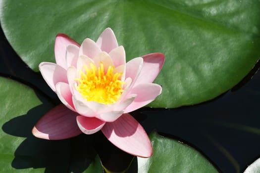 A pink Water Lily (Nymphaea) in a pond.